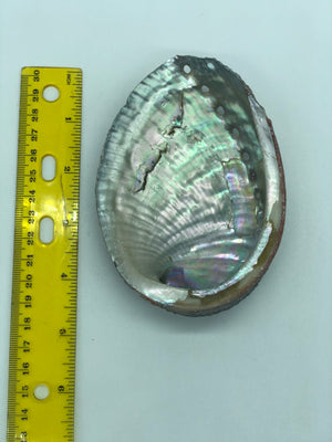 Open image in slideshow, Abalone Shell
